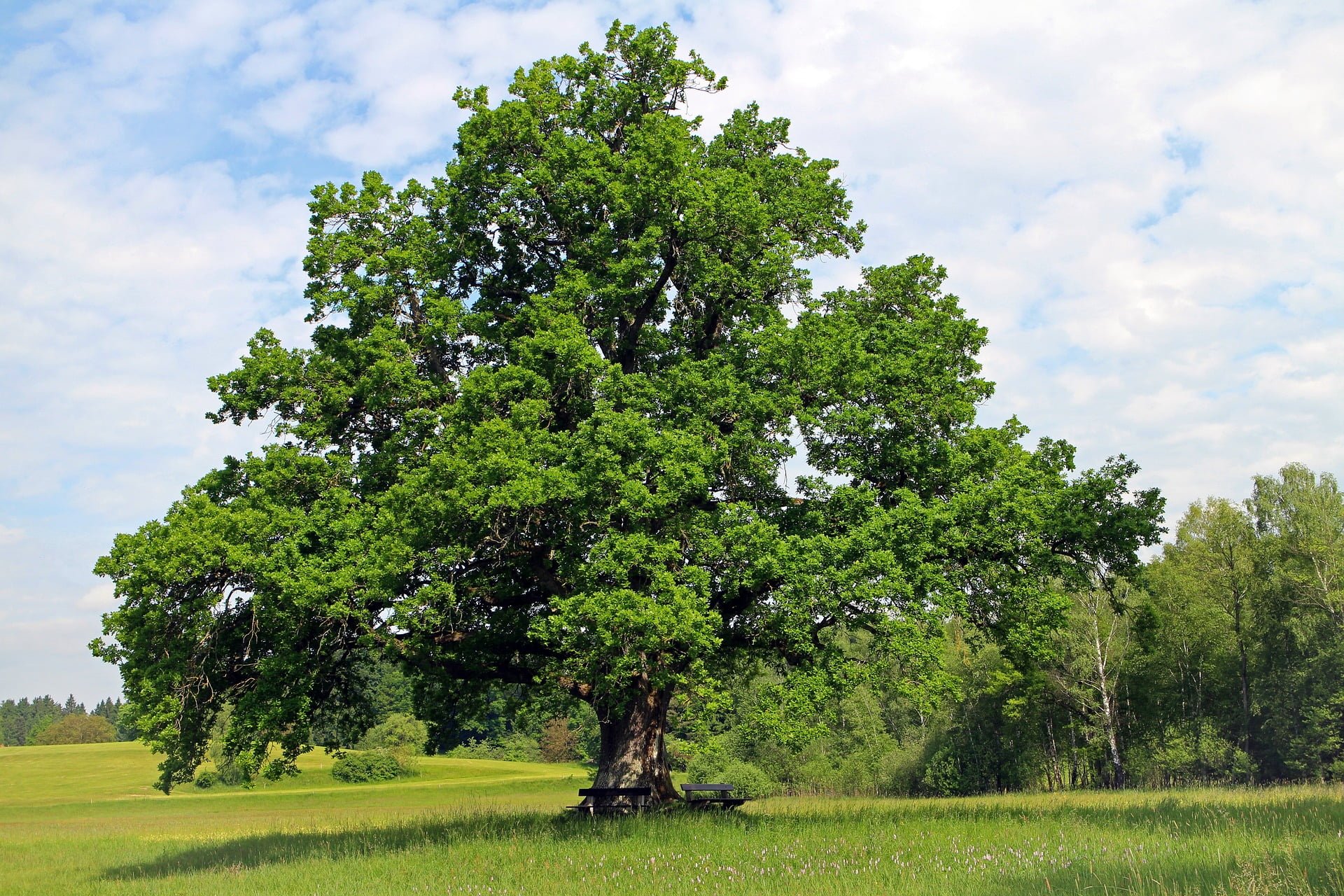 oak-g38e194c75_1920